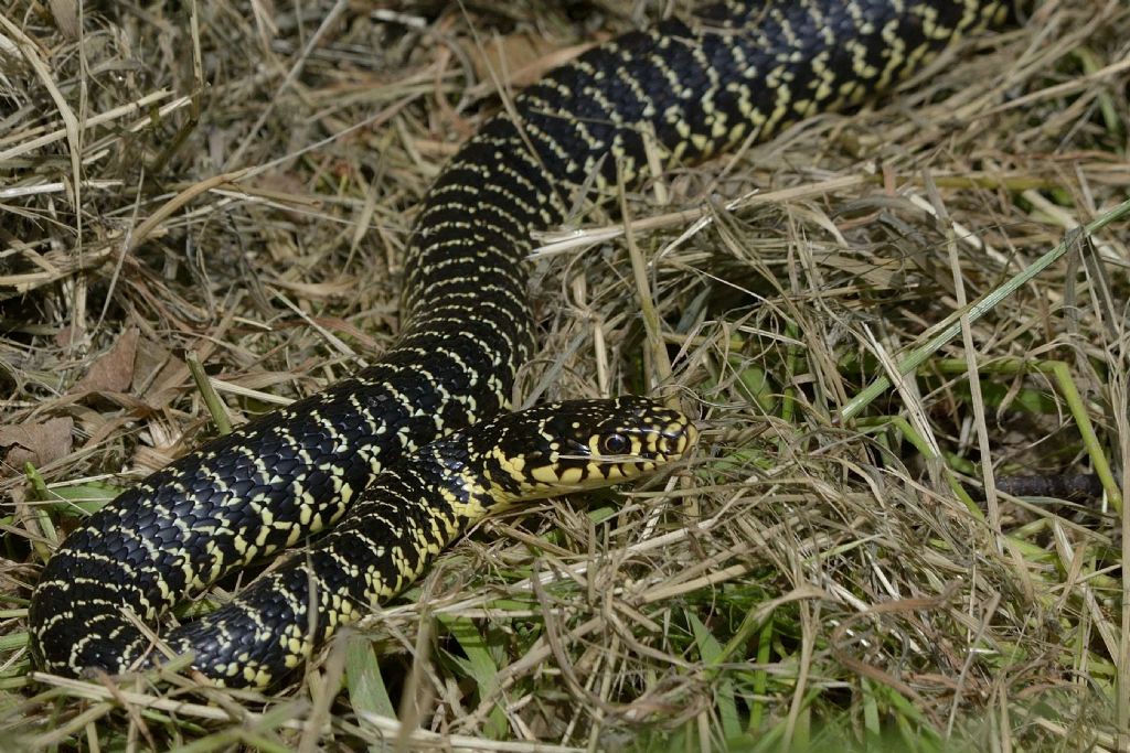 Biacco (Hierophis viridiflavus)