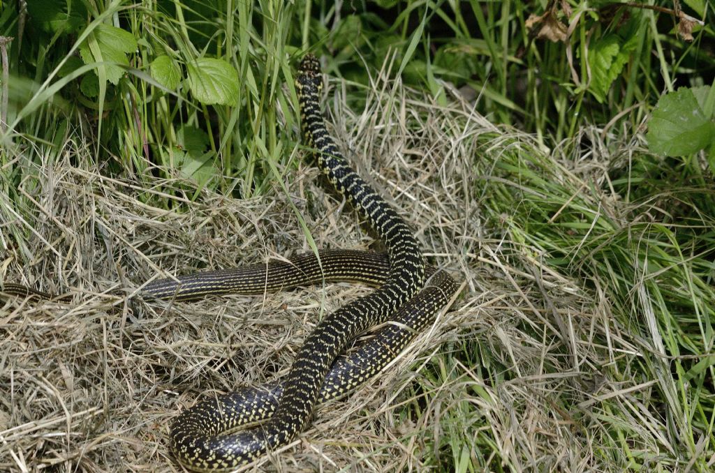 Biacco (Hierophis viridiflavus)