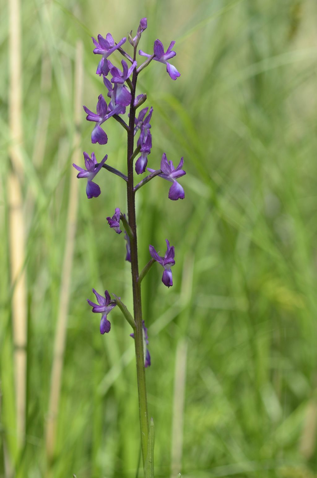 Anacamptis laxiflora