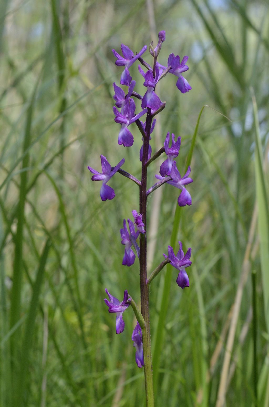 Anacamptis laxiflora