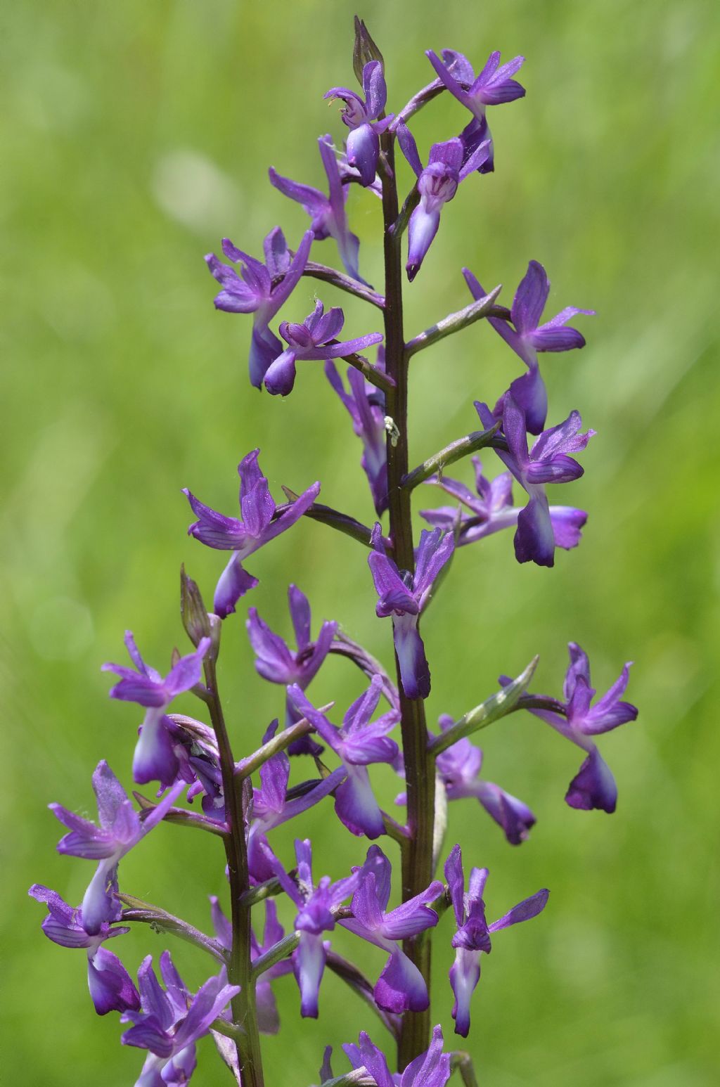 Anacamptis laxiflora