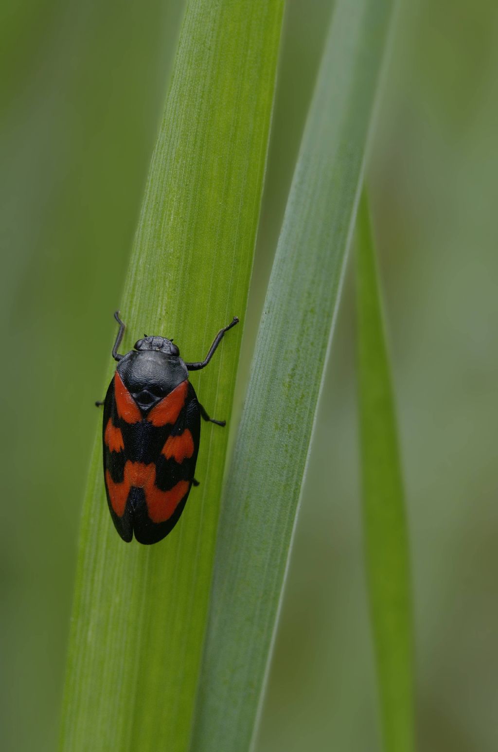 Cercopis vulnerata,  yes