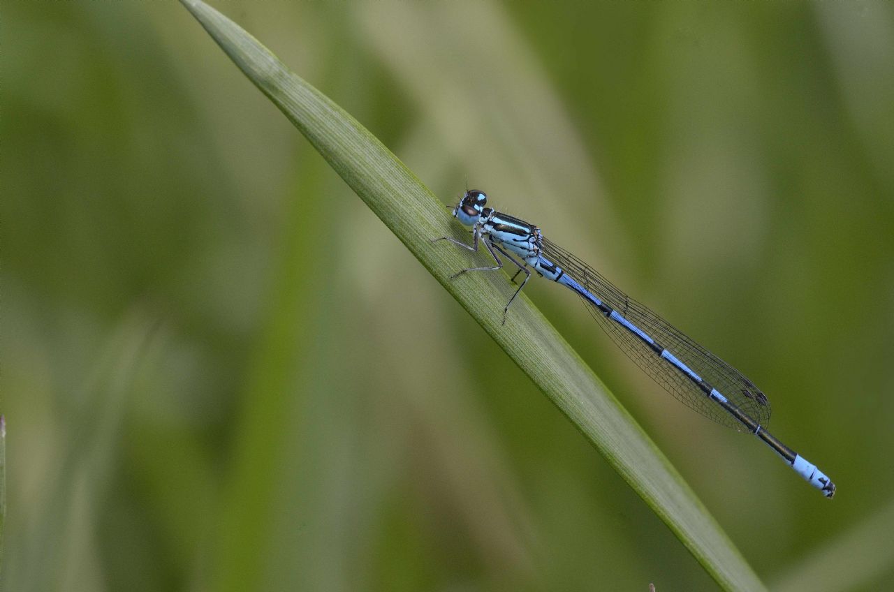 Coenagrion puella M.