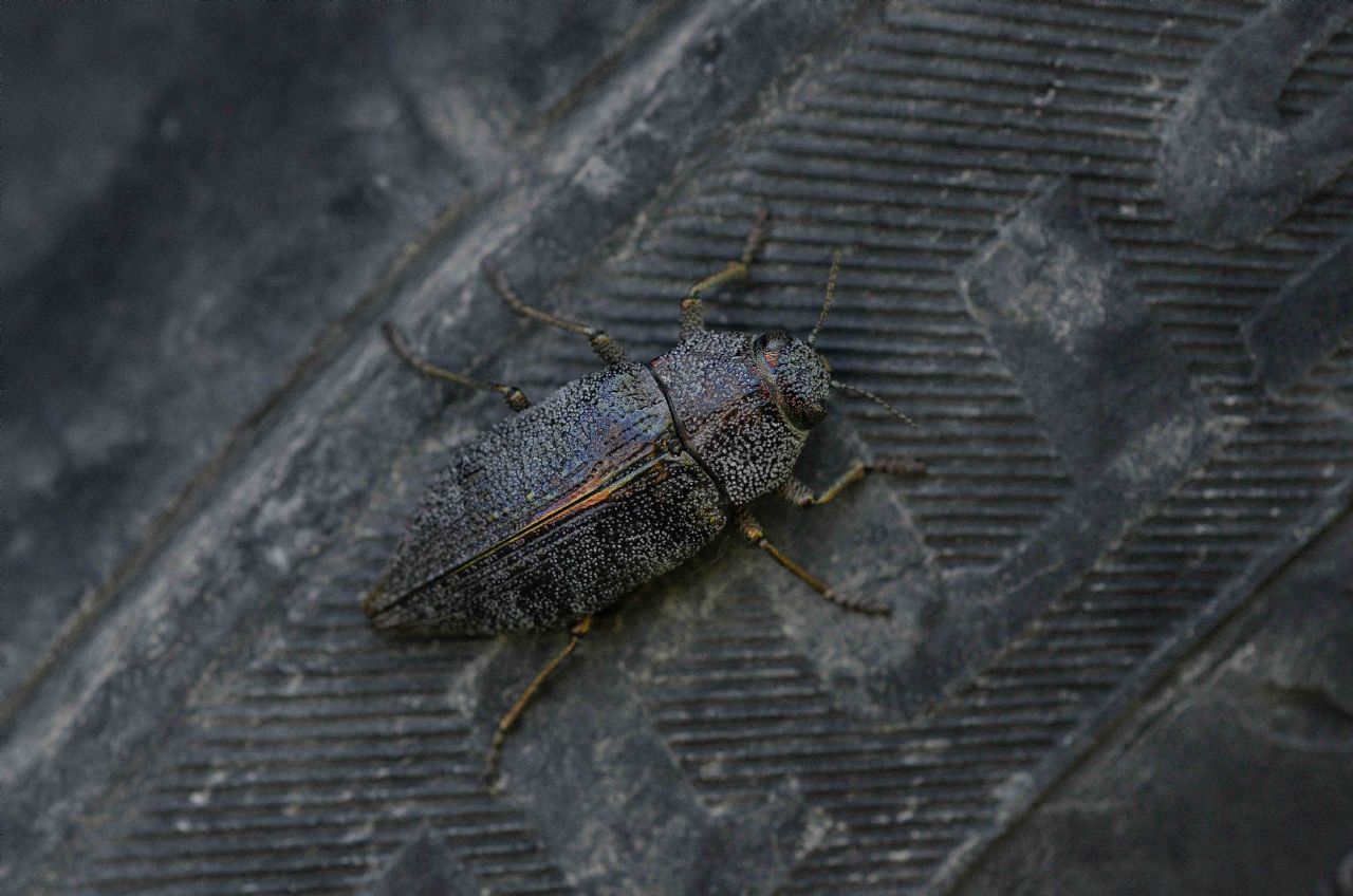 insetto con scudo: Dicerca aenea (Buprestidae)