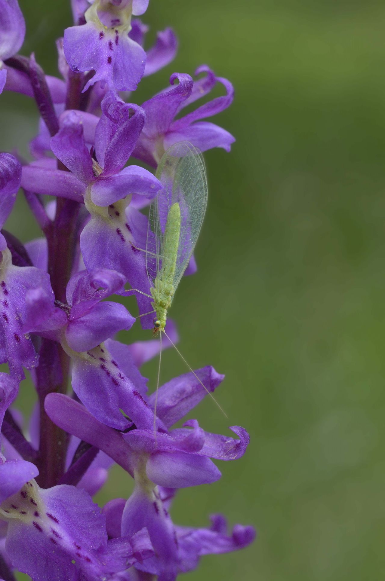 Crisopidae su orchidea:  Chrysoperla cfr. lucasina