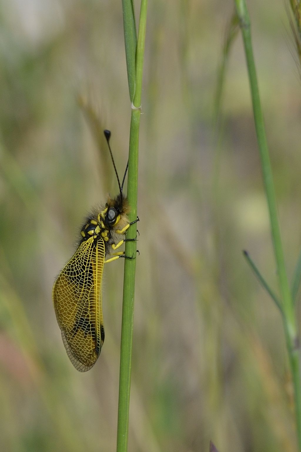 Libelloides coccajus ? No, Libelloides longicornis