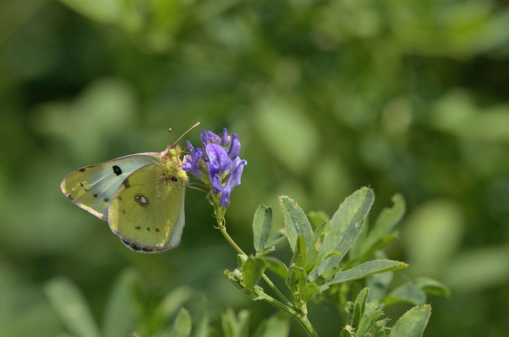 Colias ?