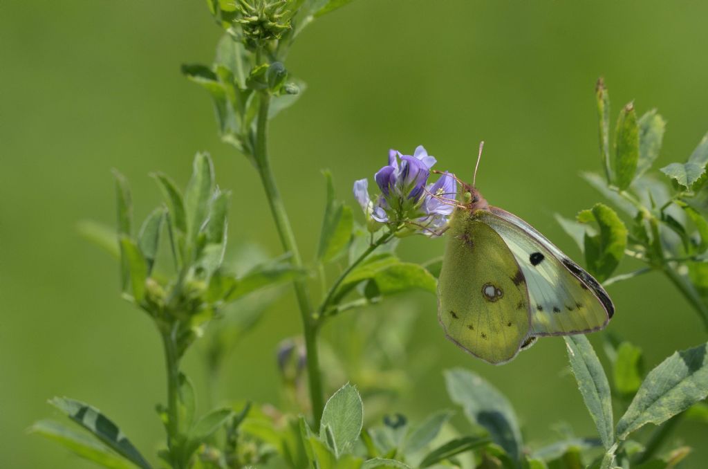 Colias ?