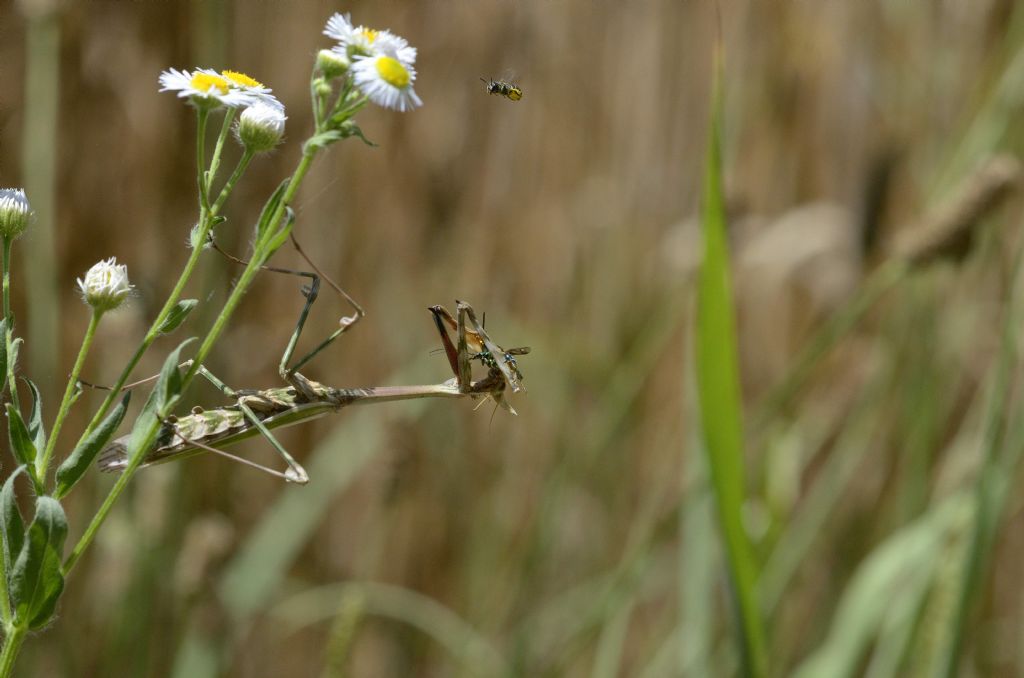 Empusa pennata (Empusidae) ?  S, femmina !