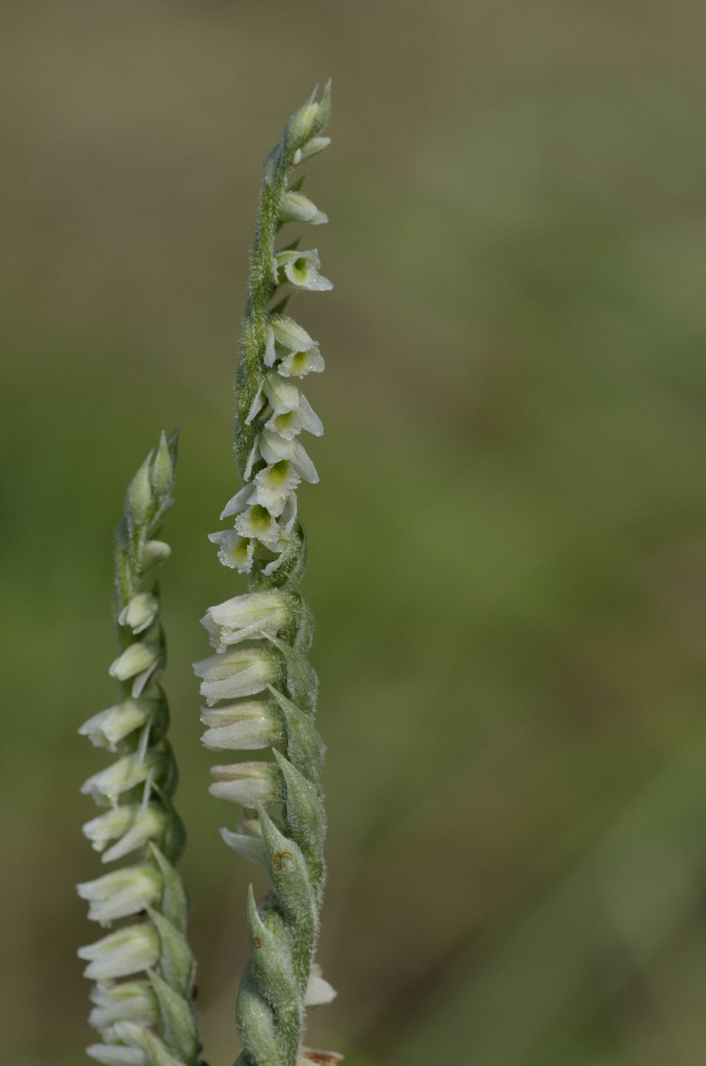 Spiranthes spiralis