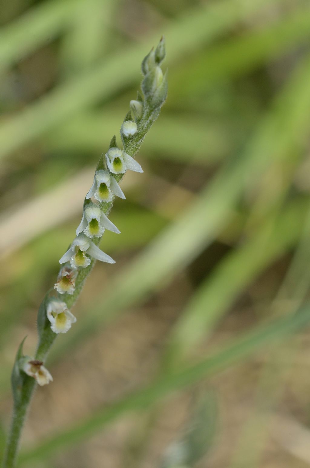 Spiranthes spiralis