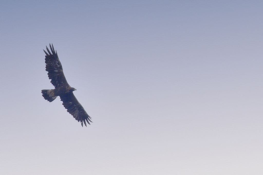 Aquila?  S,  Aquila reale (Aquila chrysaetos)