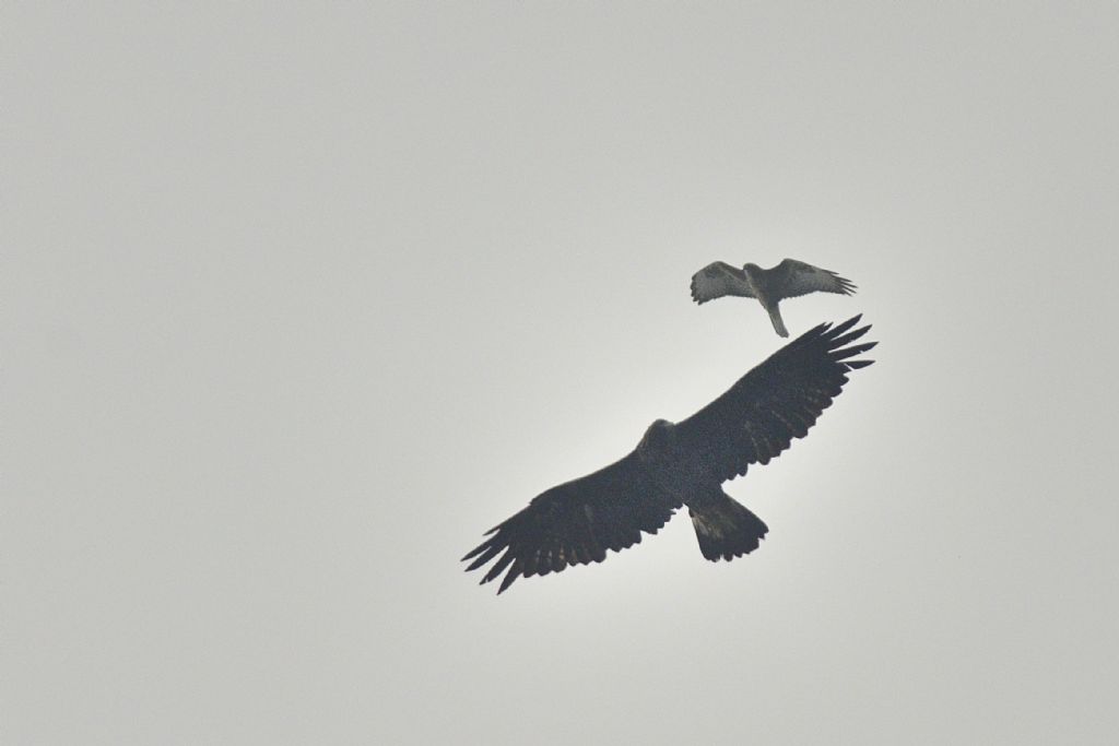 Aquila?  S,  Aquila reale (Aquila chrysaetos)