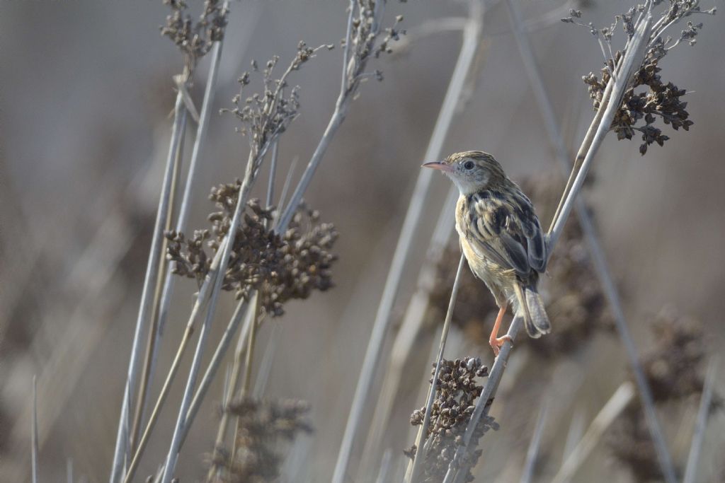 Calandro  (Anthus campestris)  e Beccamoschino (Cisticola juncidis)