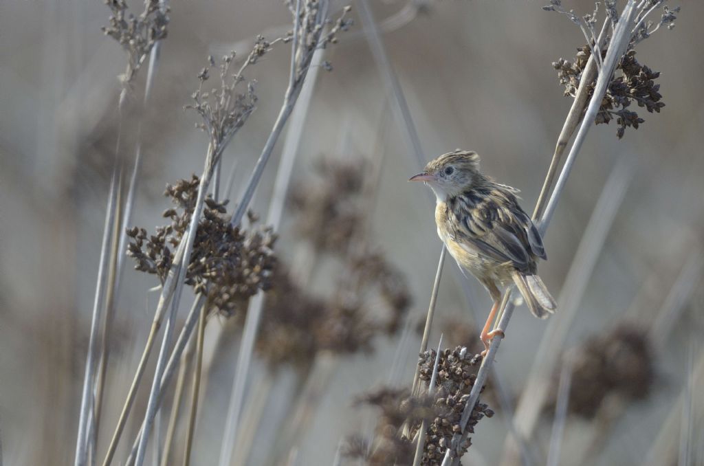 Calandro  (Anthus campestris)  e Beccamoschino (Cisticola juncidis)