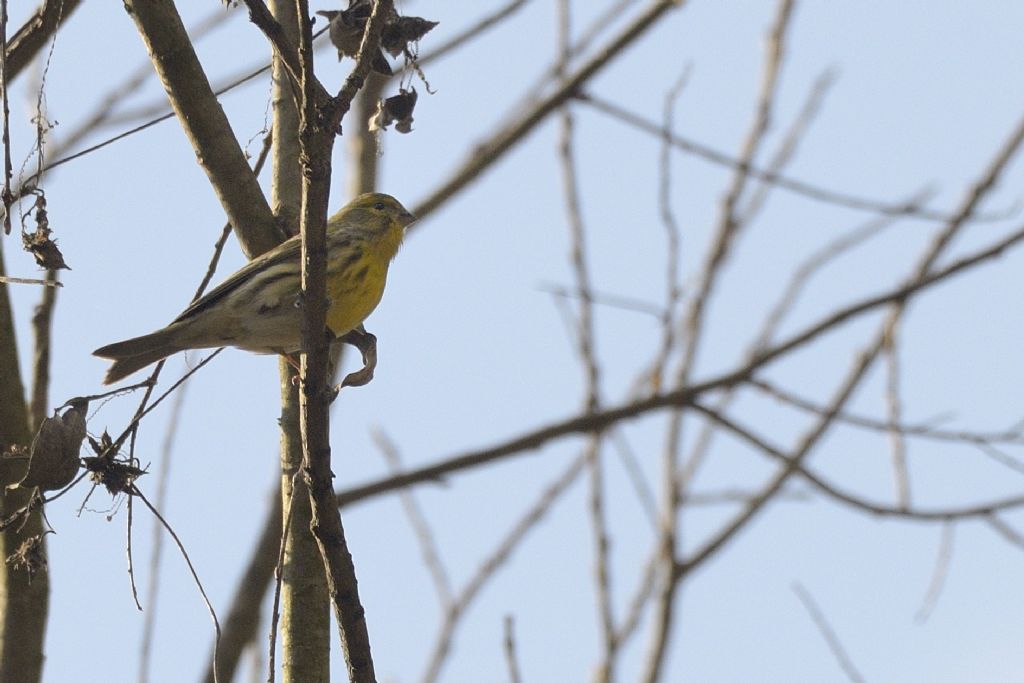 Zigolo giallo ? No, Verzellino (Serinus serinus)