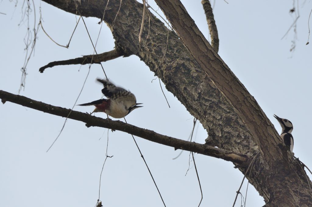 Picchi rosso maggiore (Dendrocopos major)