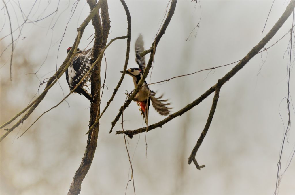 Picchi rosso maggiore (Dendrocopos major)