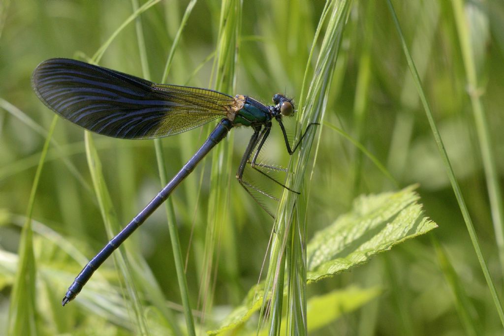 Calopteryx splendens m. immaturo