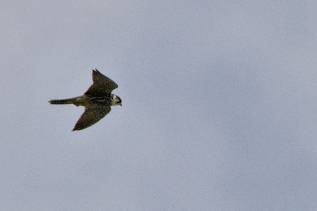 Falco pellegrino ?  No, Lodolaio