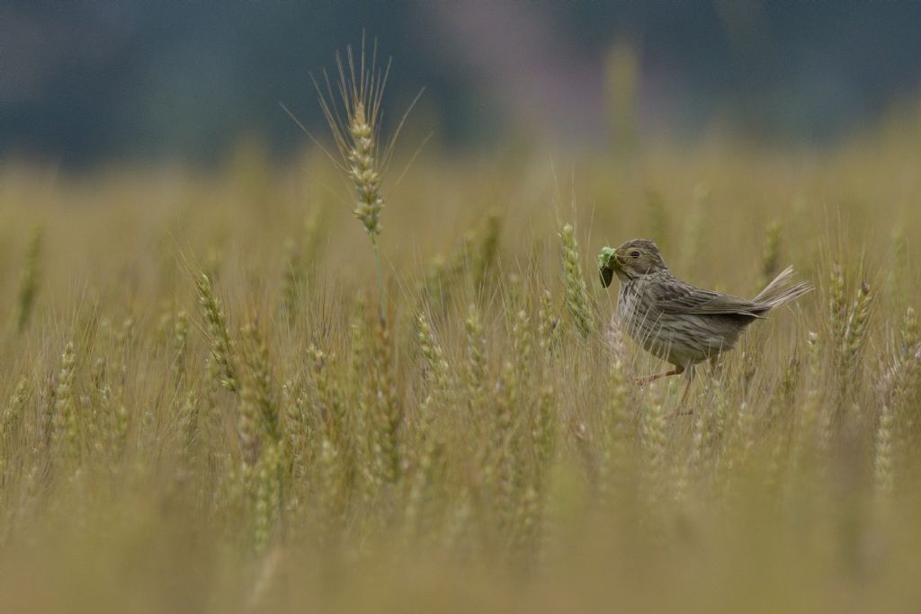 Da identificare: Strillozzo (Emberiza calandra)