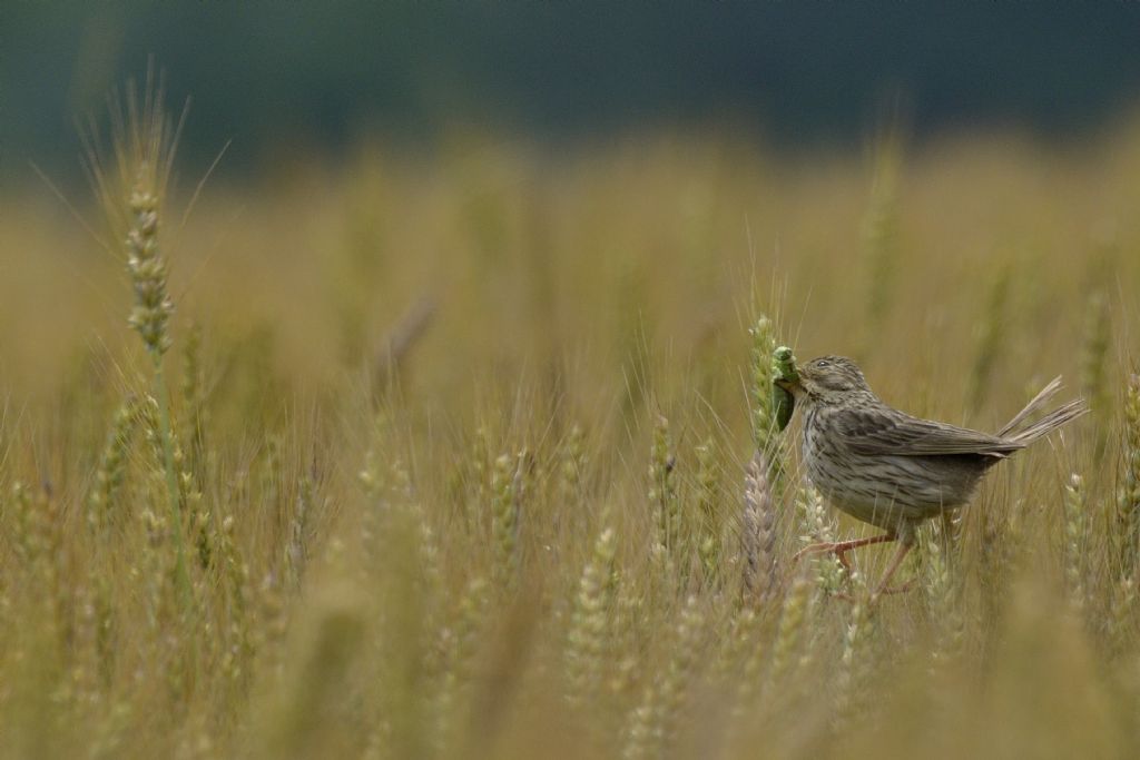 Da identificare: Strillozzo (Emberiza calandra)