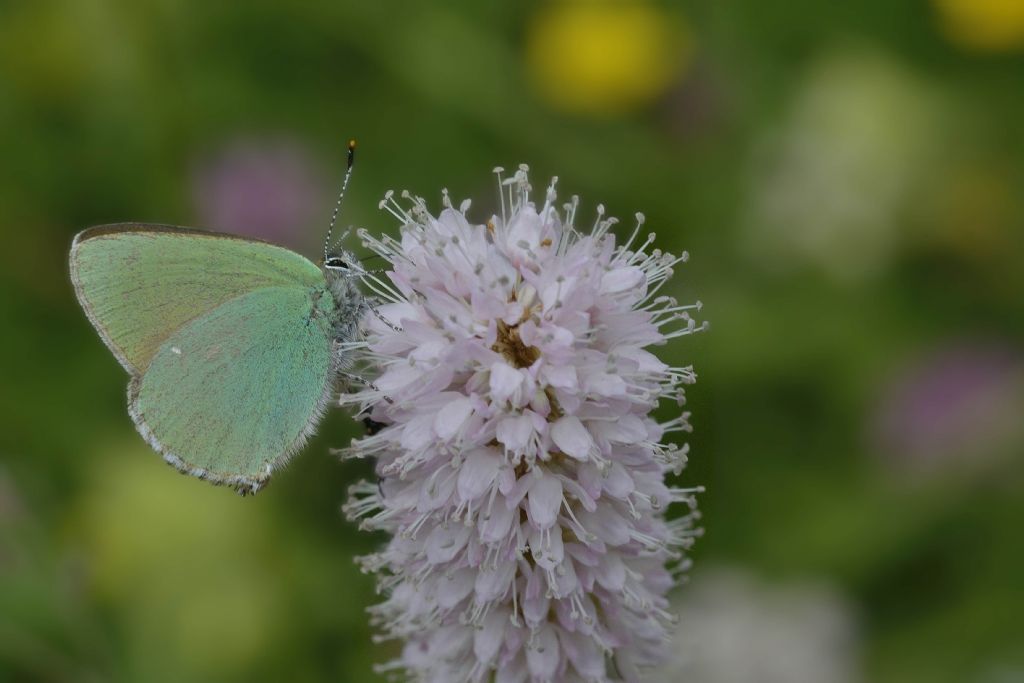 Callophrys rubi? S