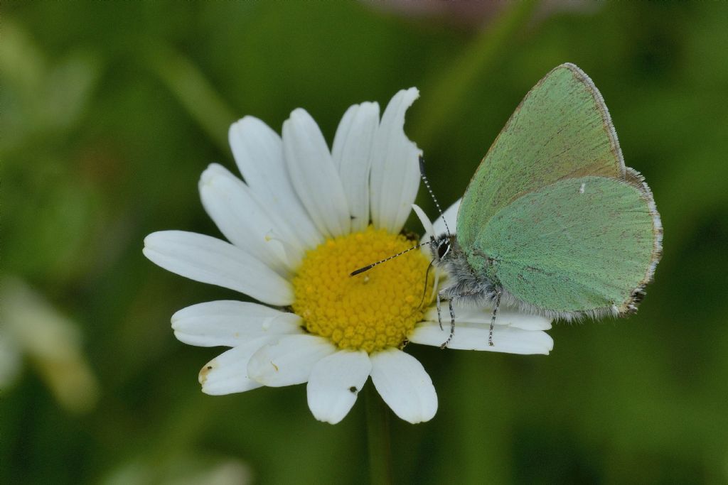 Callophrys rubi? S