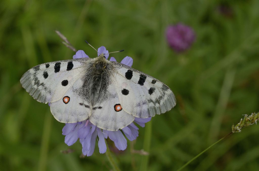 Parnassius apollo