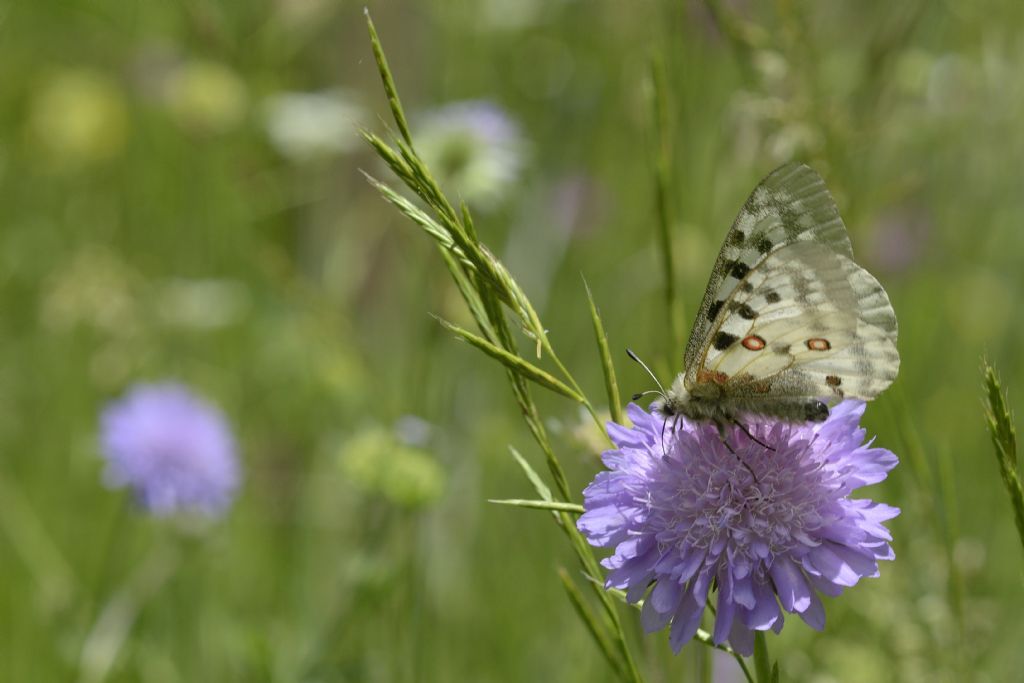 Parnassius apollo