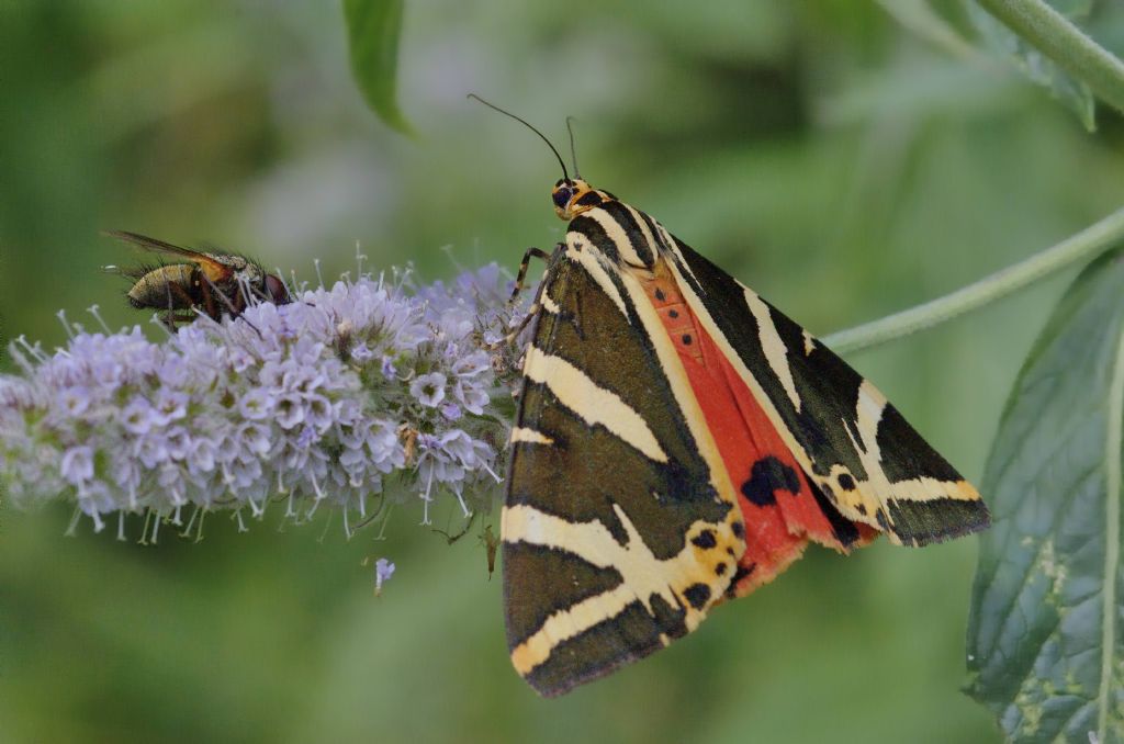 Euplagia quadripunctaria - Erebidae Arctiinae