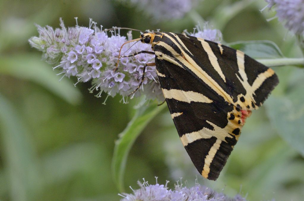 Euplagia quadripunctaria - Erebidae Arctiinae