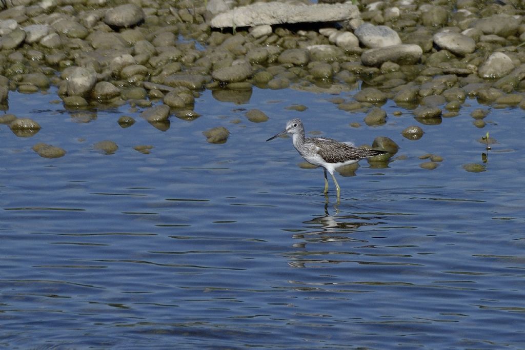 Pantana ( (Tringa nebularia)