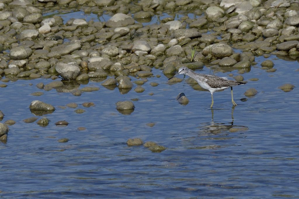 Pantana ( (Tringa nebularia)