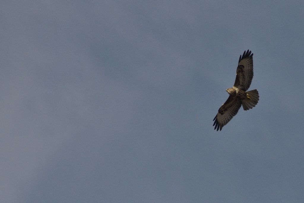 Poiana in montagna