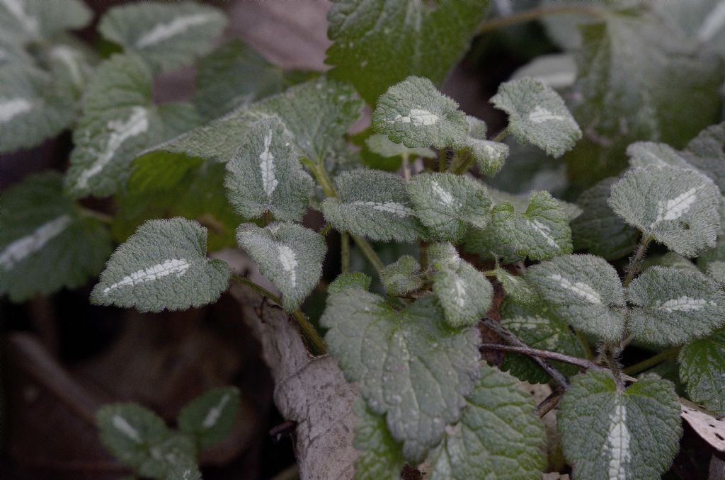 Lamium maculatum (Lamiaceae)