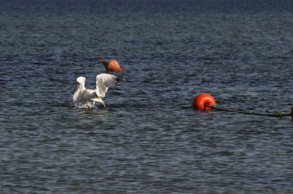 Gabbiano reale?  S... Larus sp.