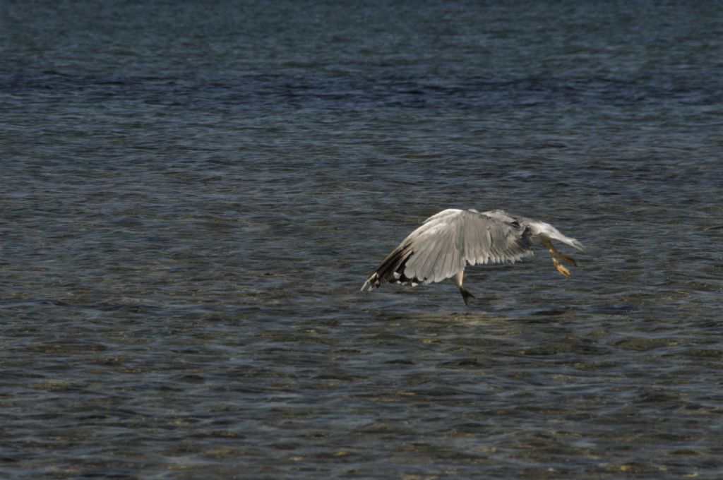 Gabbiano reale?  S... Larus sp.