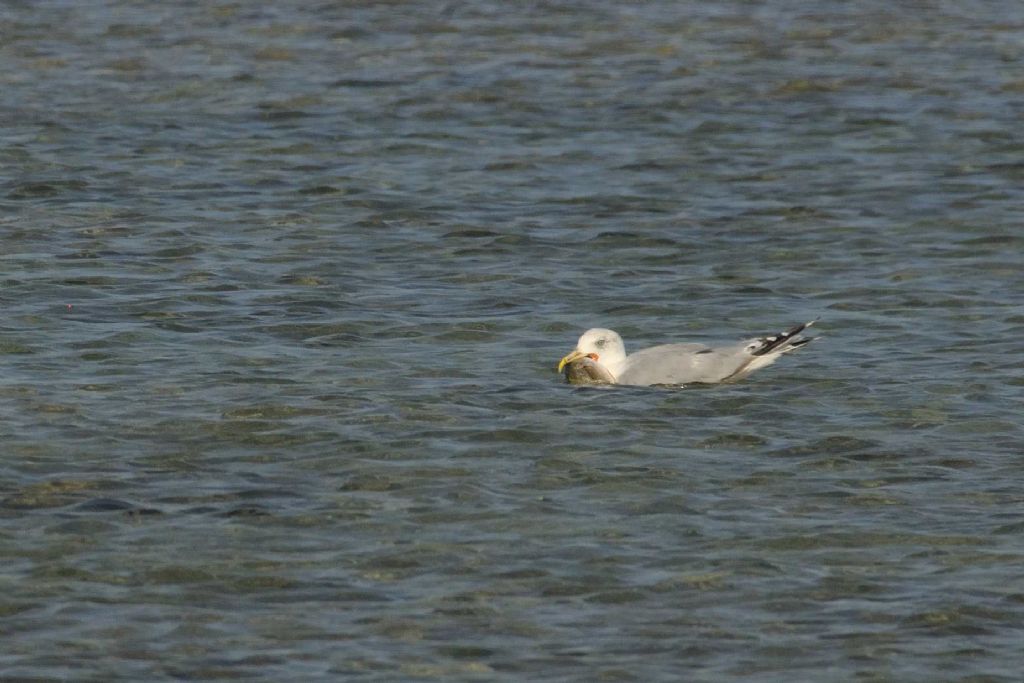 Gabbiano reale?  S... Larus sp.