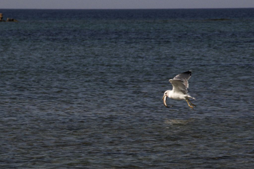 Gabbiano reale?  S... Larus sp.