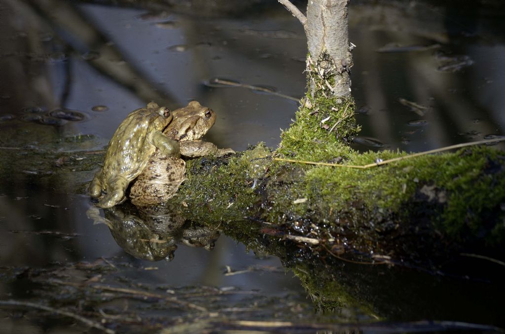 Accoppiamento anuri - Bufo bufo