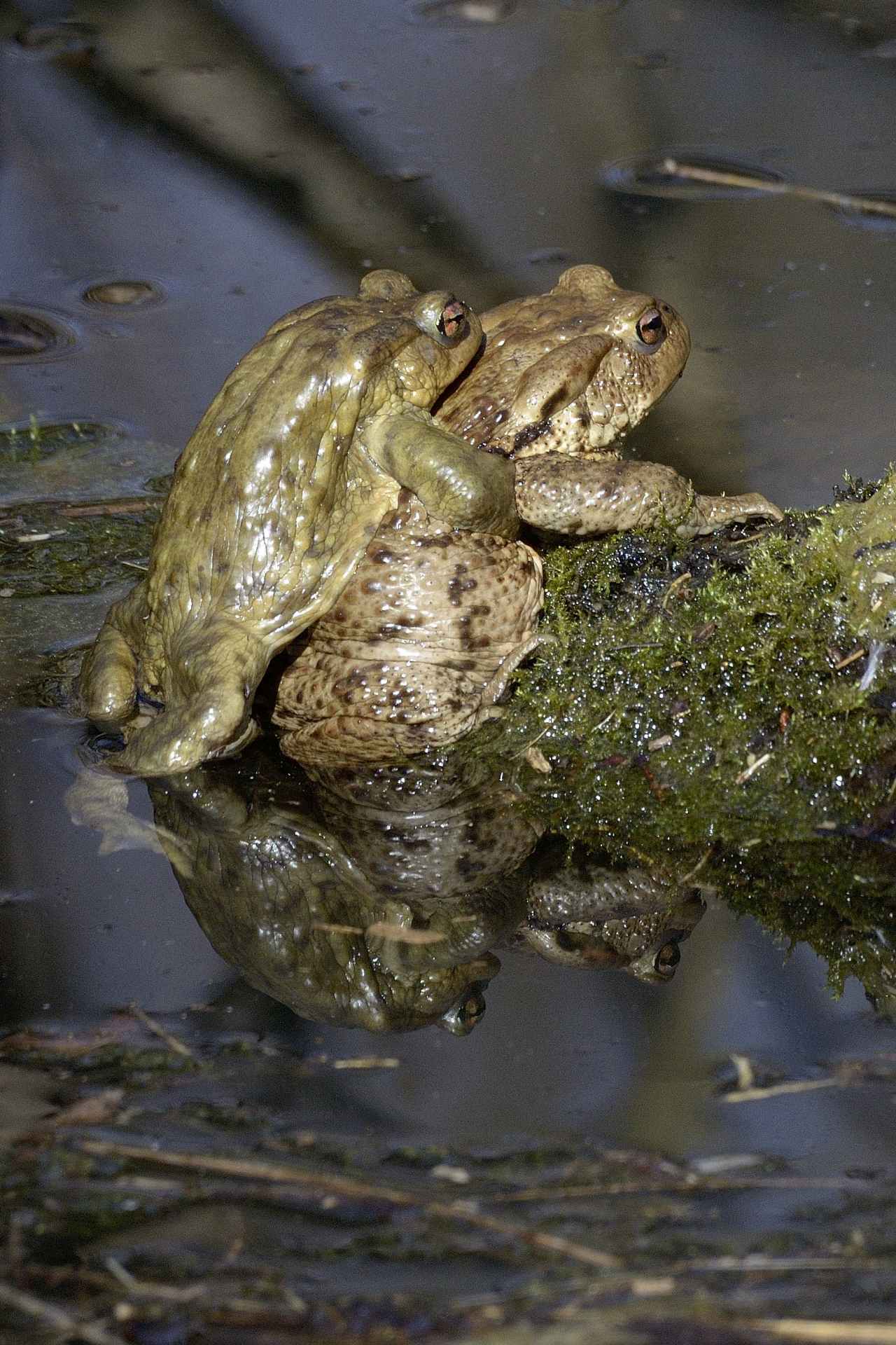 Accoppiamento anuri - Bufo bufo