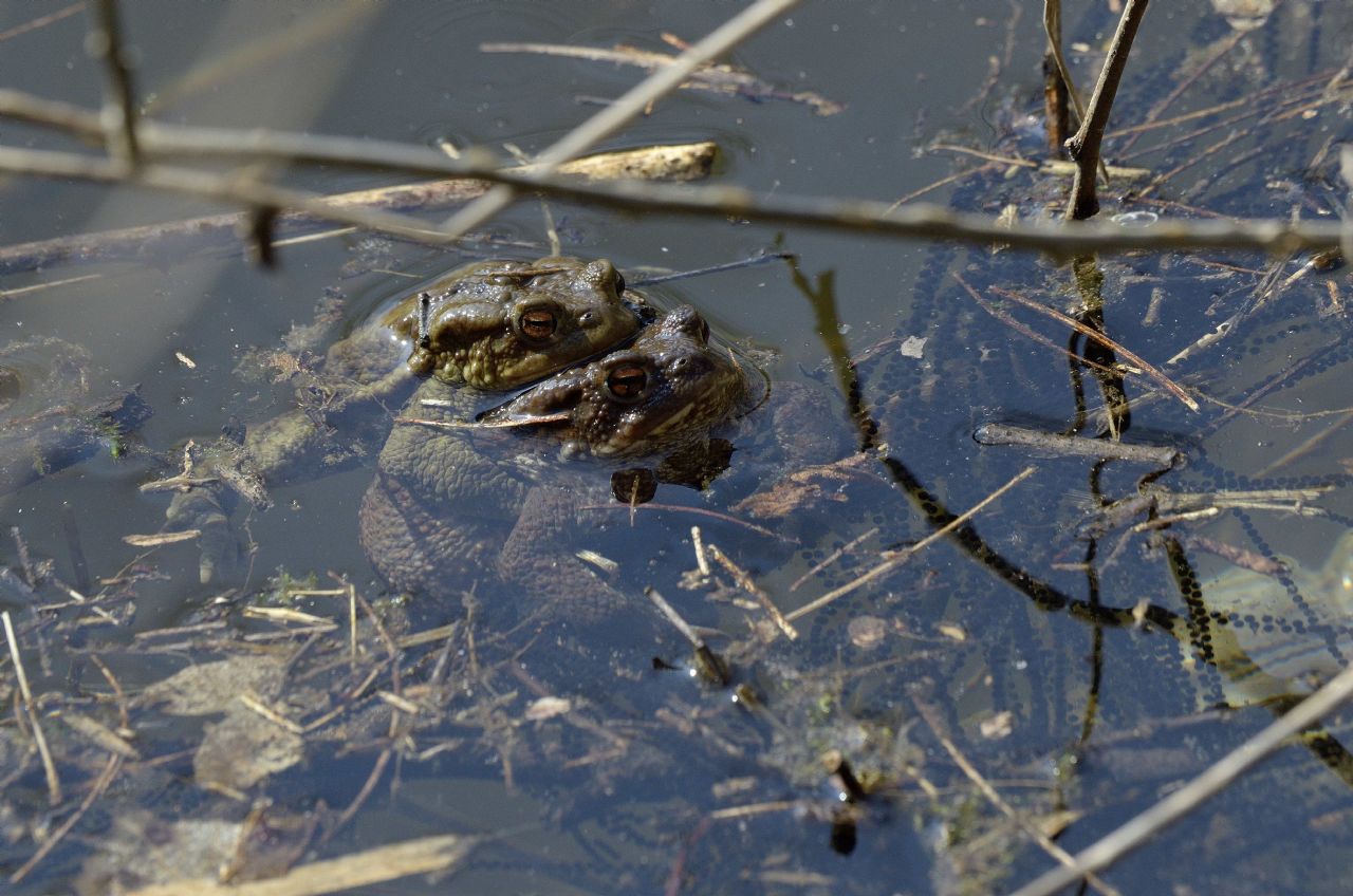 Accoppiamento anuri - Bufo bufo