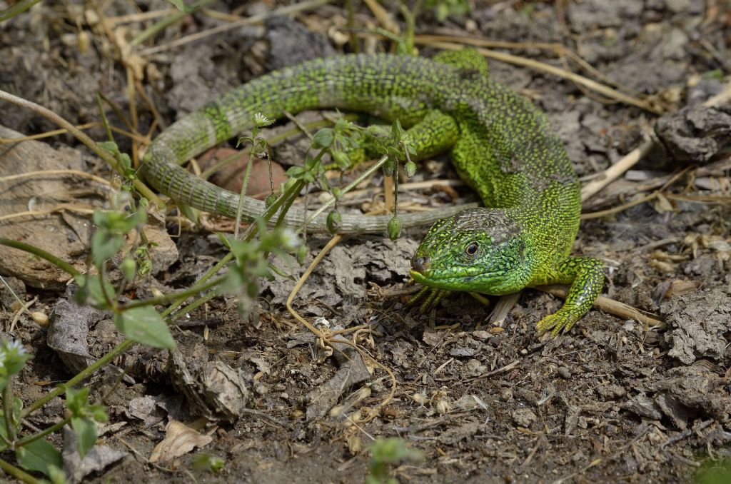 Lacerta bilineata e sua salute