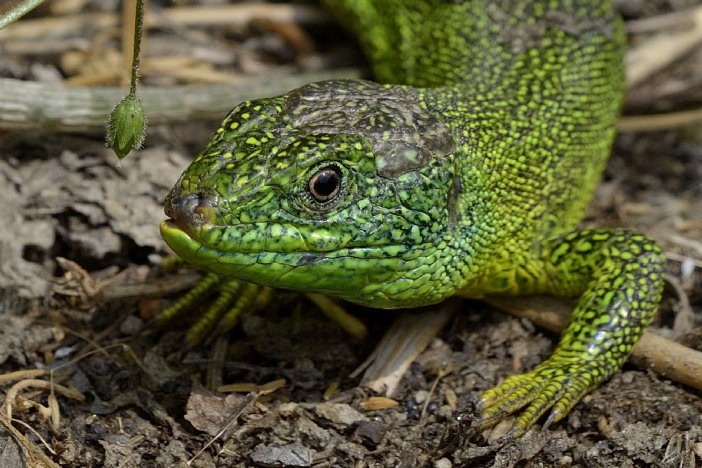 Lacerta bilineata e sua salute