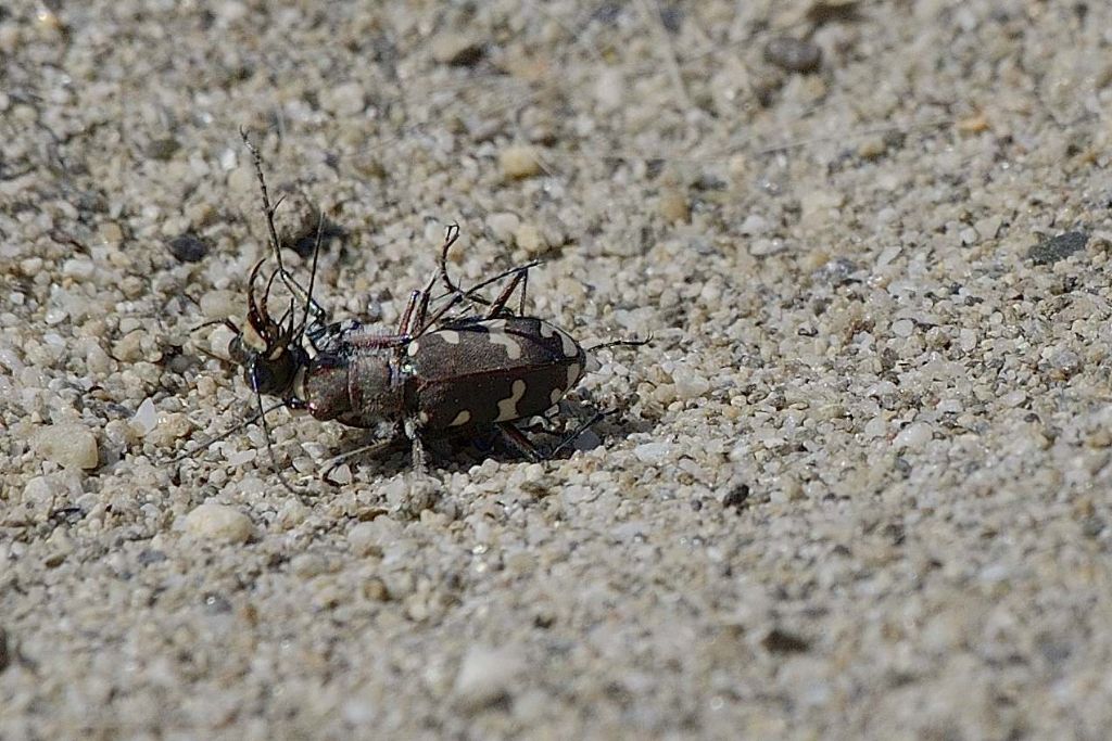 Cicindela majalis in accoppiamento ?