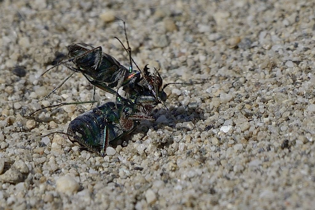 Cicindela majalis in accoppiamento ?