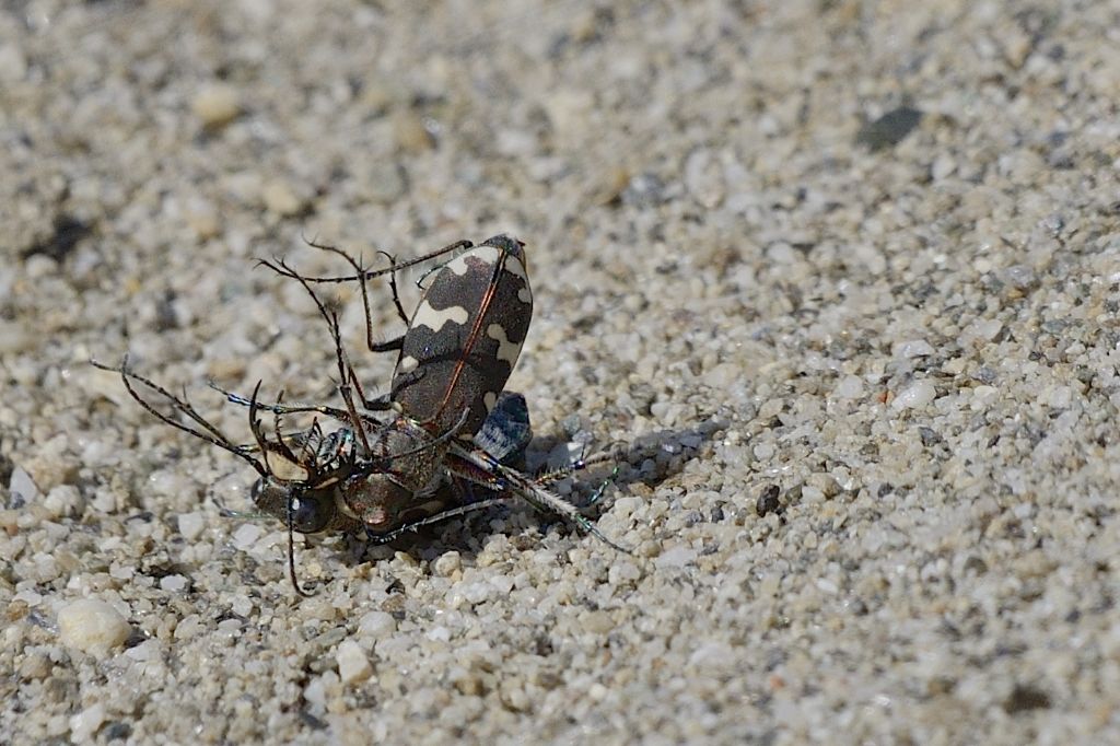 Cicindela majalis in accoppiamento ?