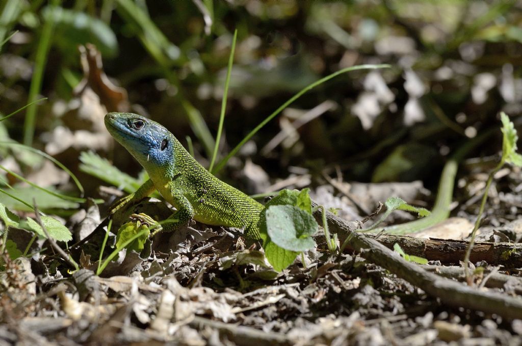 Lacerta bilineata in primavera