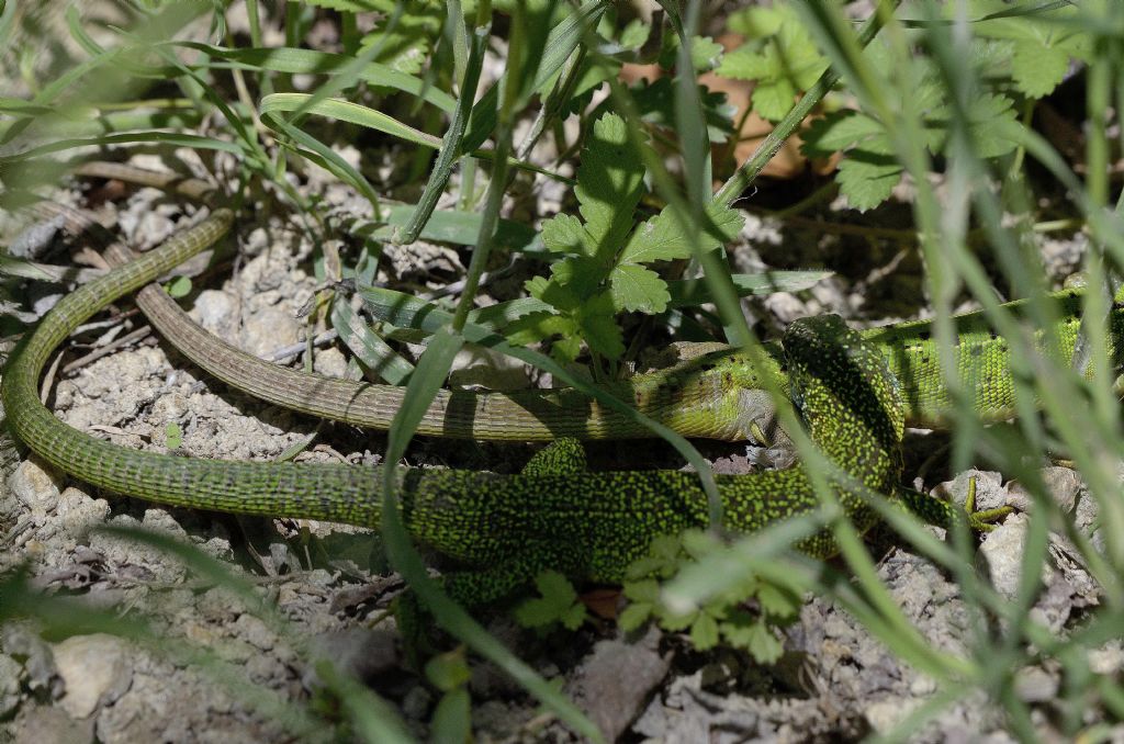 Lacerta bilineata in primavera